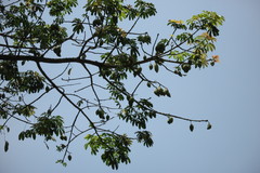 Ceiba pentandra